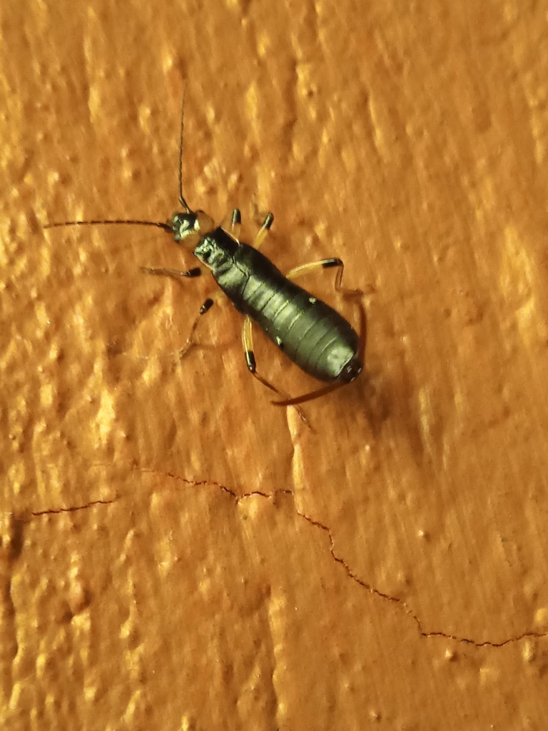 Metresura ruficeps