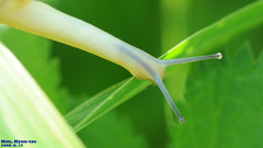 Chosenelix problematica