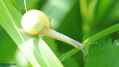 Chosenelix problematica