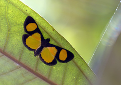Lepidoptera