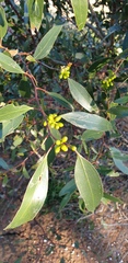 Eucalyptus porosa