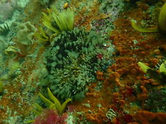 Pseudopotamilla reniformis