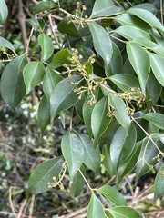 Syzygium acuminatissimum
