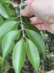 Syzygium acuminatissimum