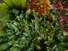 Pseudopotamilla reniformis