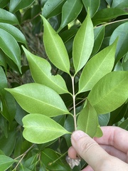 Syzygium acuminatissimum