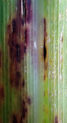 Puccinia nakanishikii