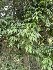 Syzygium acuminatissimum