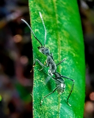 Diacamma geometricum