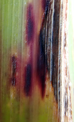 Puccinia nakanishikii