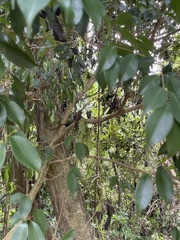 Syzygium acuminatissimum