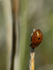 Chelymorpha phytophagica