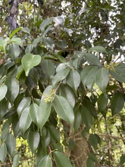 Syzygium acuminatissimum
