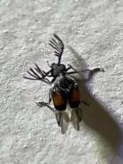 Megacerus discoidus
