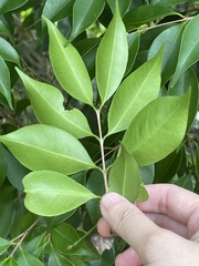 Syzygium acuminatissimum