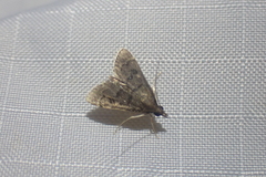 Steniini