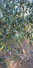 Eucalyptus porosa