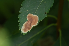 Agromyza valdorensis