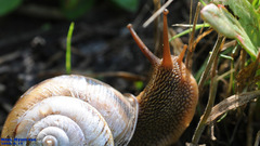 Nesiohelix samarangae
