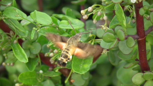 African Hummingbird Hawkmoth