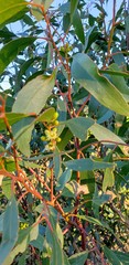 Eucalyptus porosa