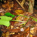 Philodendron ernestii - Photo (c) Ana Maria Benavides, algunos derechos reservados (CC BY-NC), uploaded by Ana Maria Benavides