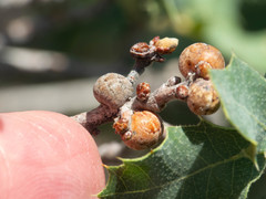 Kermesidae