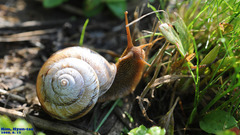 Nesiohelix samarangae