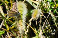 Tharsalea xanthoides