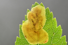 Agromyza valdorensis