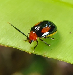 Arcastes biplagiata