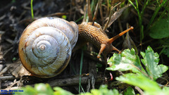 Nesiohelix samarangae