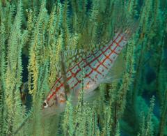 Oxycirrhites typus