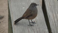 Cercotrichas coryphoeus coryphoeus