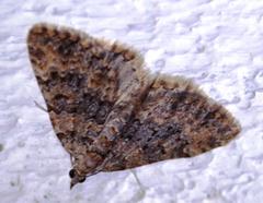 Mimoclystia undulosata