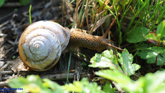 Nesiohelix samarangae
