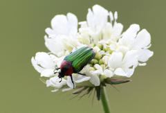 Leucocelis