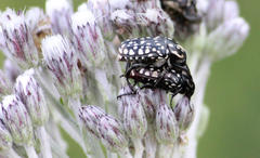 Oxythyrea testaceoguttata