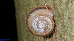 Nesiohelix samarangae