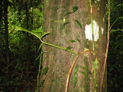 Philodendron ernestii