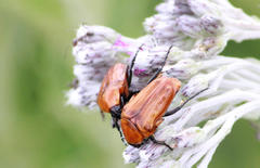 Leucocelis rubra