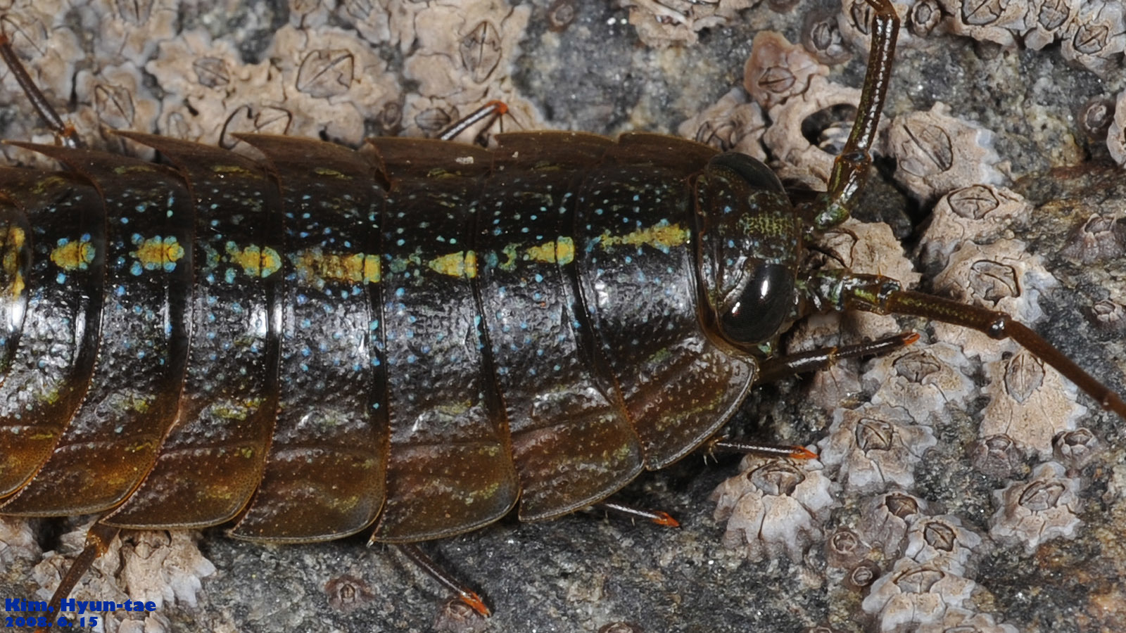 Wharf Louse (Ligia exotica) · iNaturalist