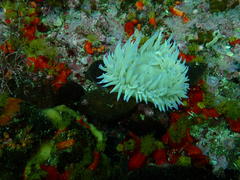 Pseudactinia flagellifera