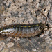 Cucaracha de Puerto Europea - Photo (c) Kim, Hyun-tae, algunos derechos reservados (CC BY), uploaded by Kim, Hyun-tae