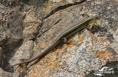 Gerrhosaurus flavigularis