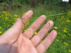 Rhynchospora rariflora