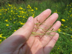 Rhynchospora rariflora