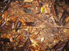 Philodendron ernestii