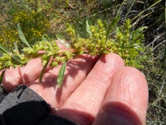 Amaranthus torreyi