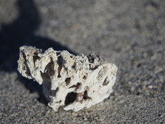 Calcarea